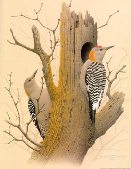 威廉 齊默曼 Golden-fronted Woodpecker